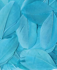 Plumes turquoise 6 cm - Artemio
