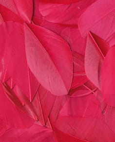 Plumes fuchsia 6 cm - Artemio
