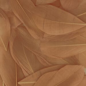 Plumes bisque 6 cm - Artemio