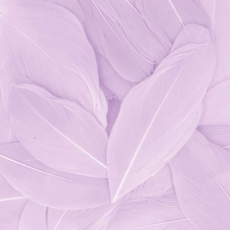 Plumes parme 6 cm - Artemio