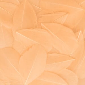 Plumes saumon 6 cm - Artemio 