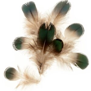 10 plumes colorées - Artemio
