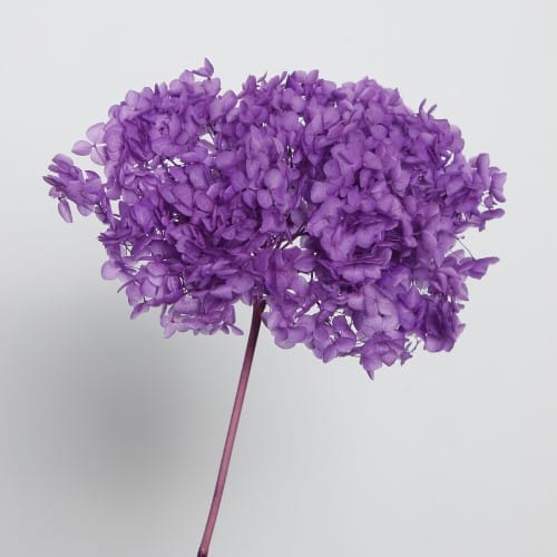 Bouquet de fleurs séchées - Artemio