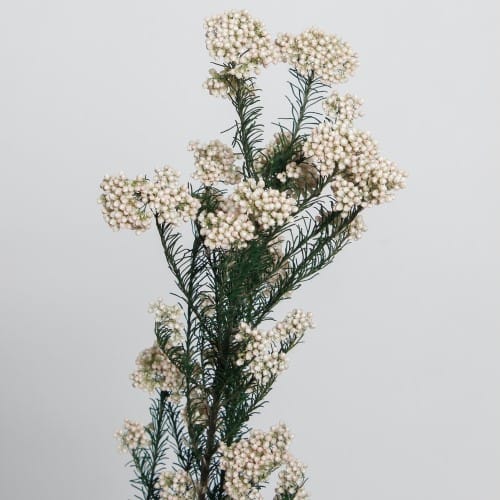 Bouquet de fleurs séchées - Artemio