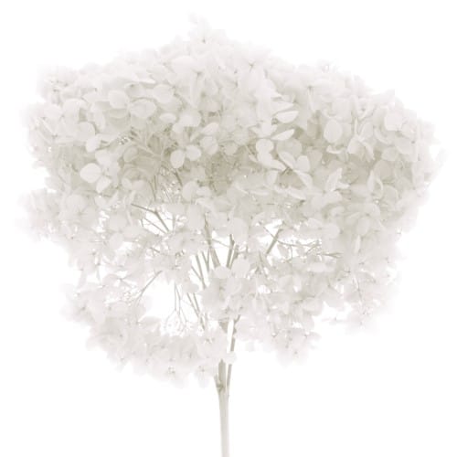 Bouquet de fleurs séchées - Artemio