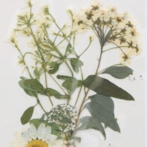 Fleurs séchées pressées - Artemio