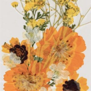 Fleurs séchées pressées - Artemio
