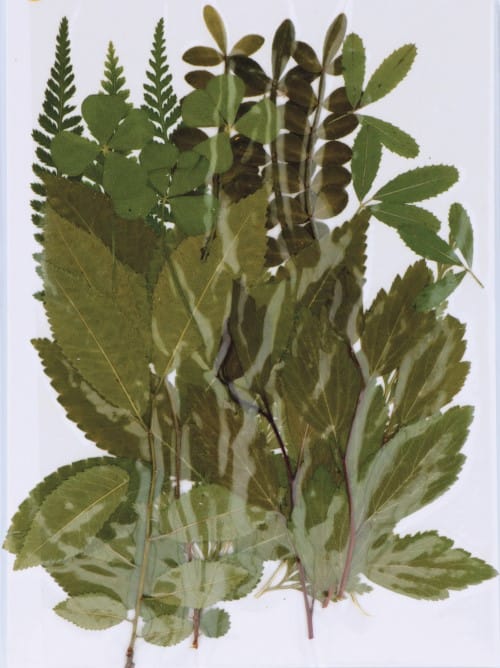 Fleurs séchées pressées - Artemio