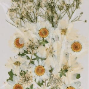 Fleurs séchées pressées - Artemio