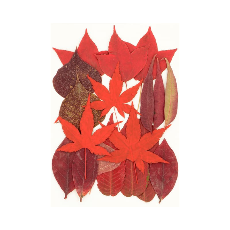 Fleurs séchées pressées - Artemio