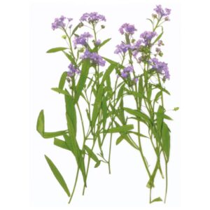Fleurs séchées pressées - Artemio