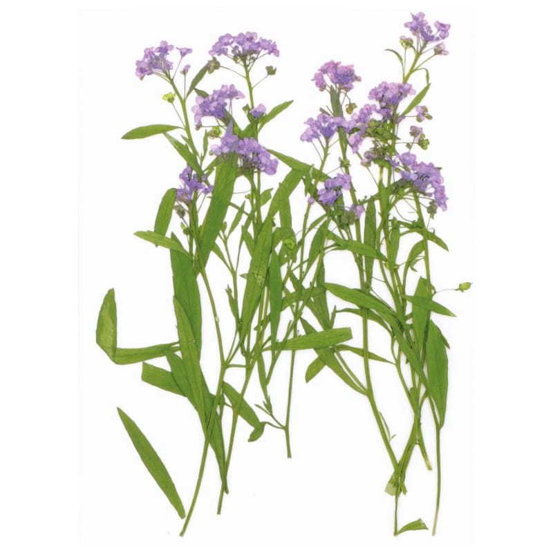 Fleurs séchées pressées - Artemio